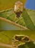 Lygus sp.